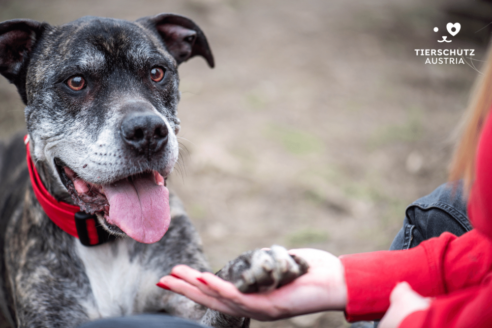 Hund Tierschutz Austria