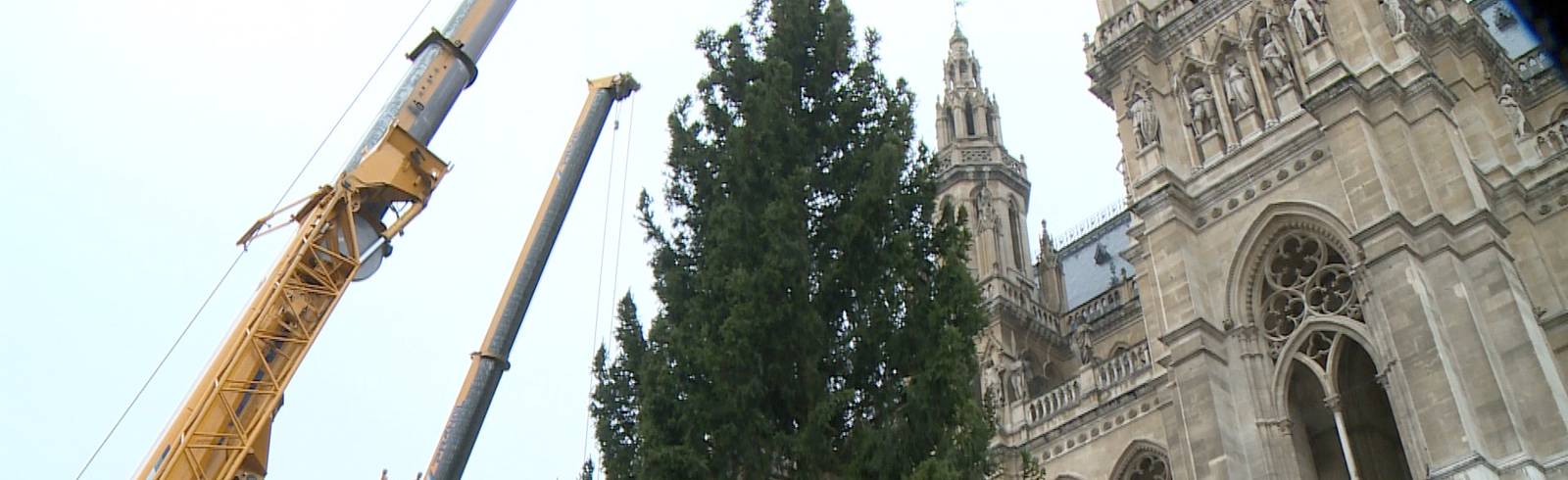 Weihnachtsbaum: Vom Ländle auf den Rathausplatz