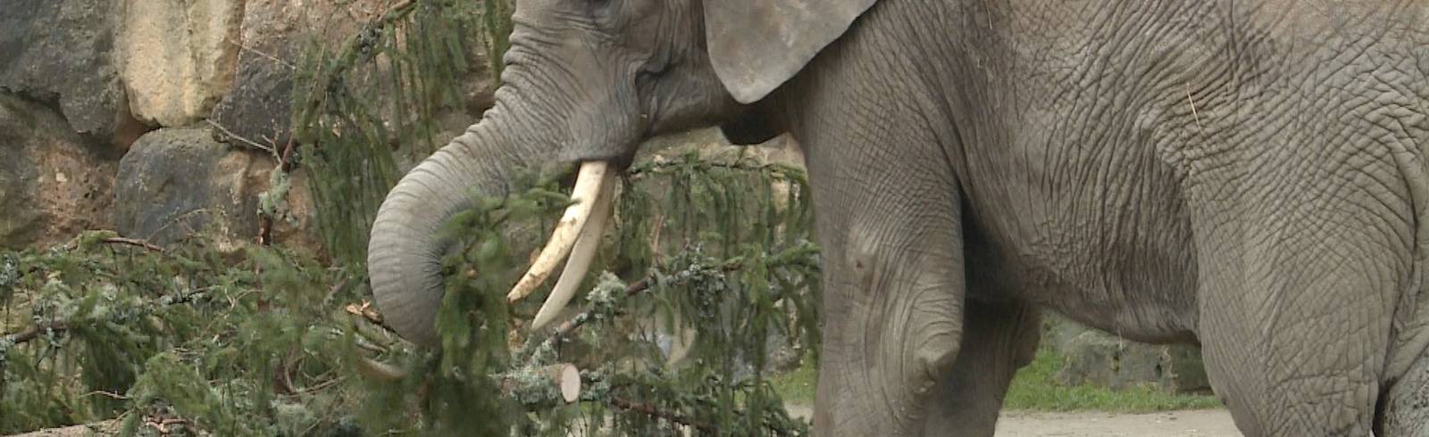 Festtagsfichte für Zoobewohner