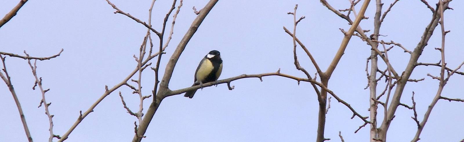 Vogelzählung: Kohlmeise im Siegesflug