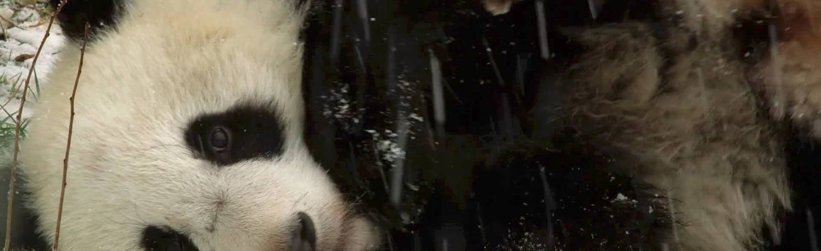 Pandas tollen im Schnee