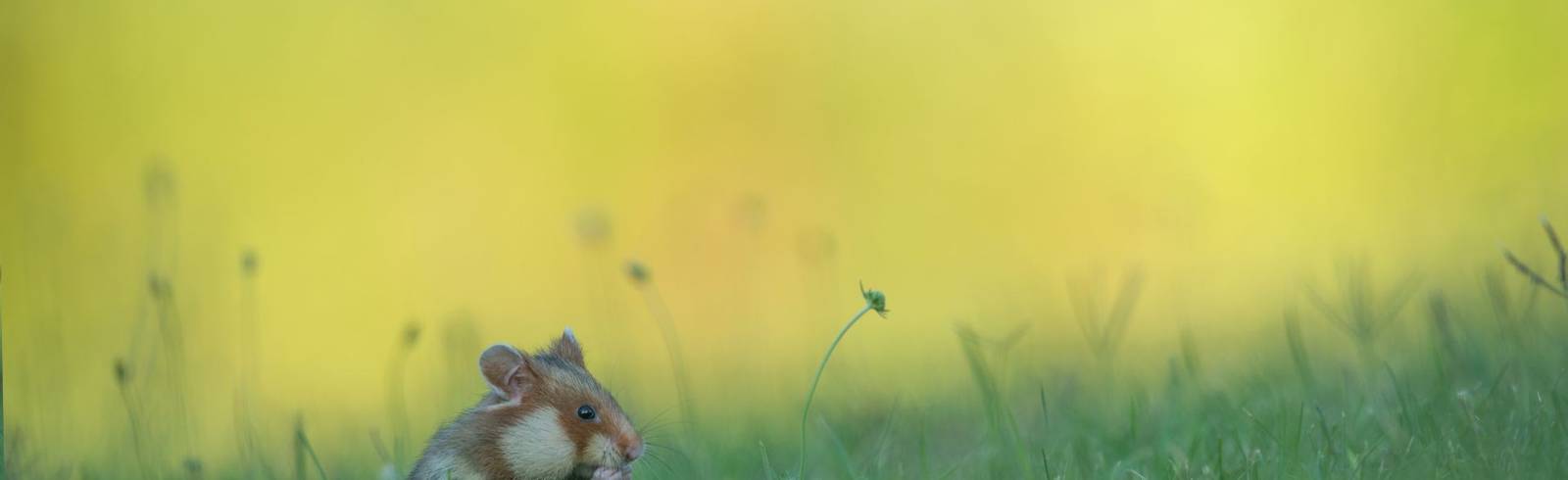 „Abendgebet“ in Wiens Tierwelt