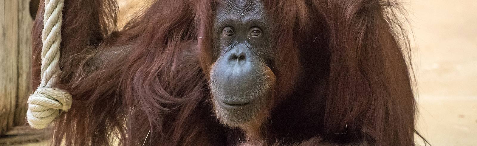 Tiergarten trauert um Nonja