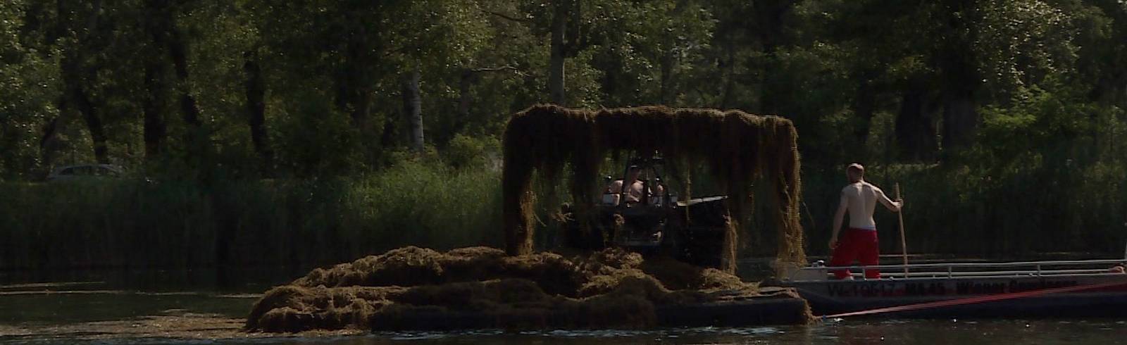 Alte Donau: Großeinsatz wegen Wasserpflanzen