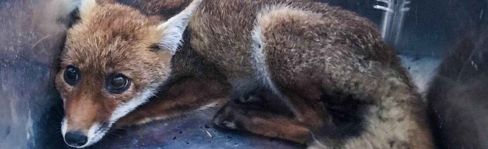 Tierische Notsituation: Hund und Fuchs gerettet