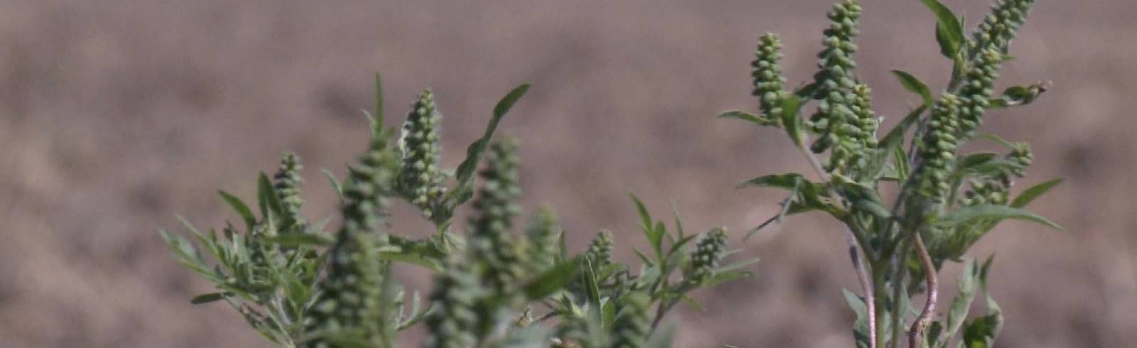 Schlechte Nachrichten für Ragweed-Allergiker*innen