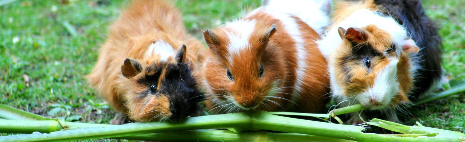 Verhalten von Meerschweindamen von Zyklus abhängig