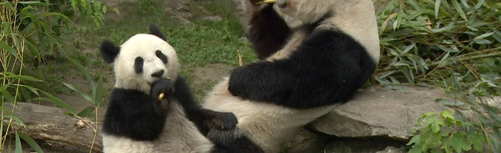 Panda Zwillinge feiern zweiten Geburtstag