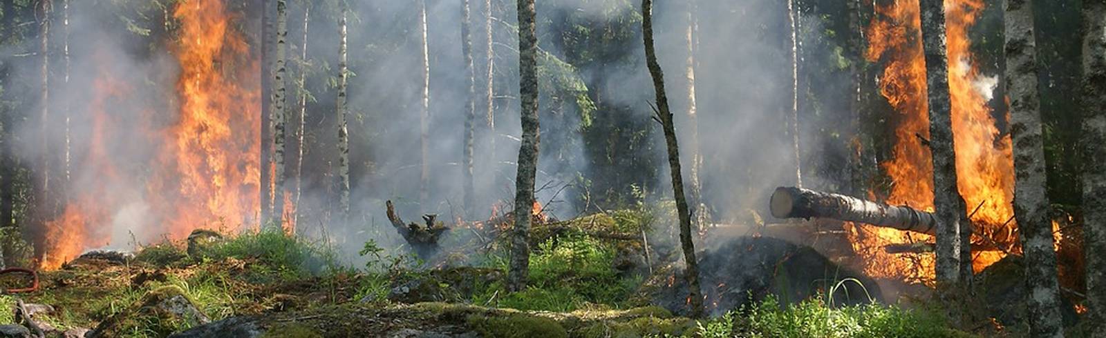 Waldbrand in Grenzgebiet Wien/Niederösterreich