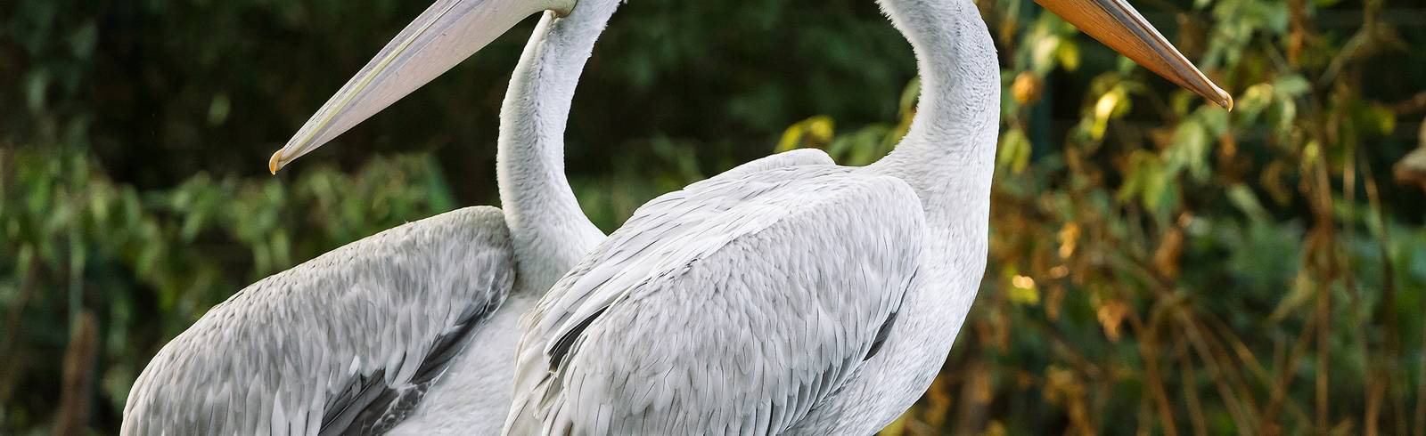 Schönbrunn: Pelikane feiern Revival