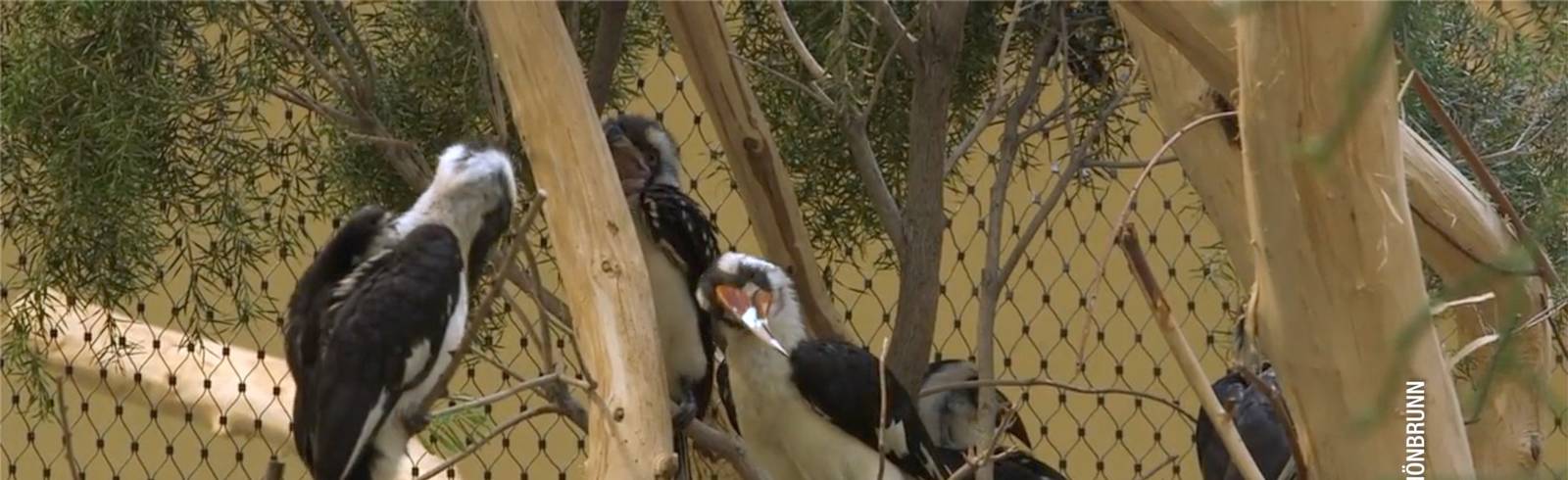 Zoo: Nachwuchs bei den Decken-Tokos