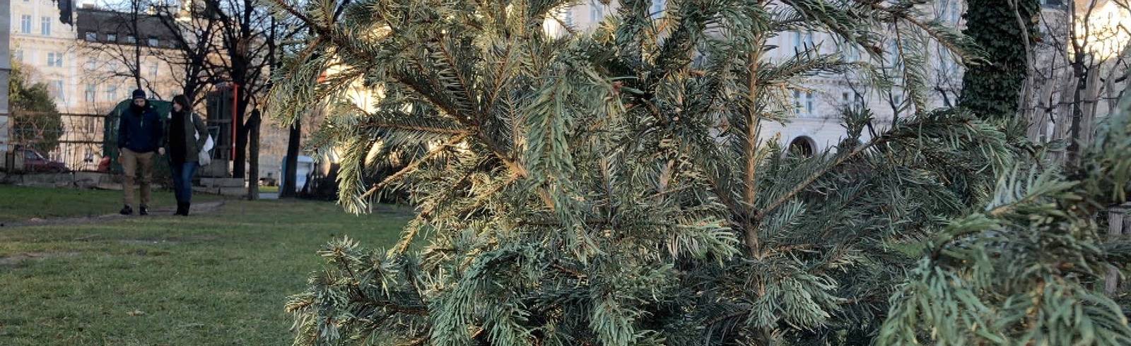 Christbaum muss zur Sammelstelle