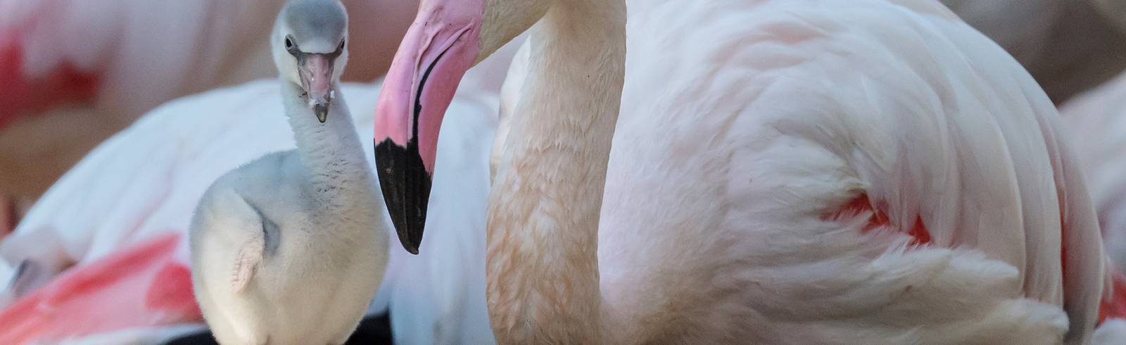 Schönbrunn: Süße Flamingoküken geschlüpft