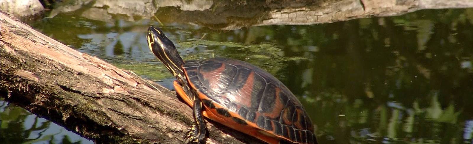 Zoo in den Blumengärten Hirschstetten