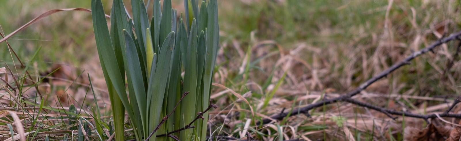 Frühling kämpft sich mühsam durch