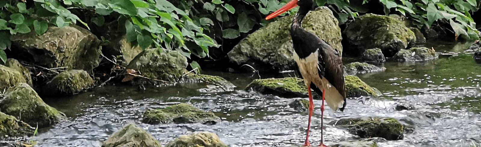 Seltener Schwarzstorch am Liesingbach gesichtet