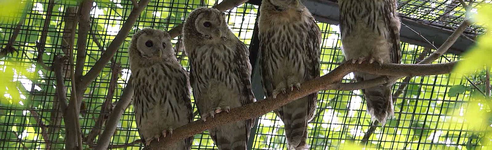 W24-Bezirksflash: Habichtskäuzchen ausgewildert