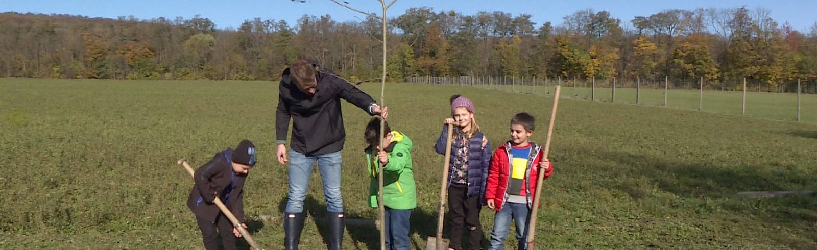 "Kultur-Bäume": Langlebige Linden für Lainz