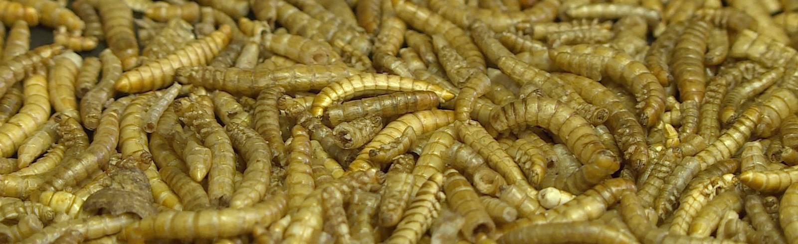 Future Food: Da ist der Wurm drinnen