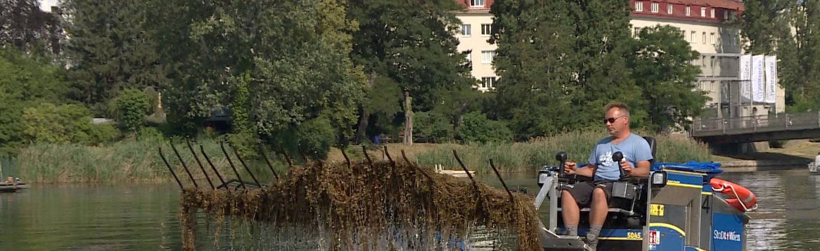 Donaustadt: Mähboote bereits im Einsatz