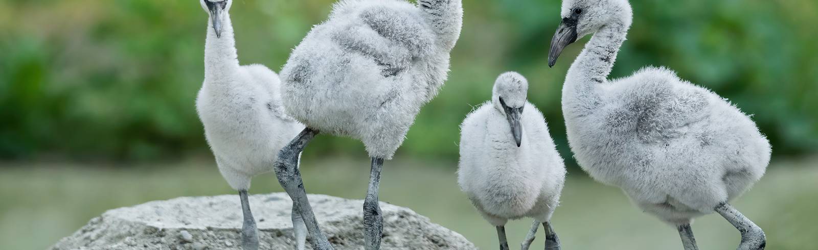 Nachwuchs bei Rosa Flamingos in Schönbrunn