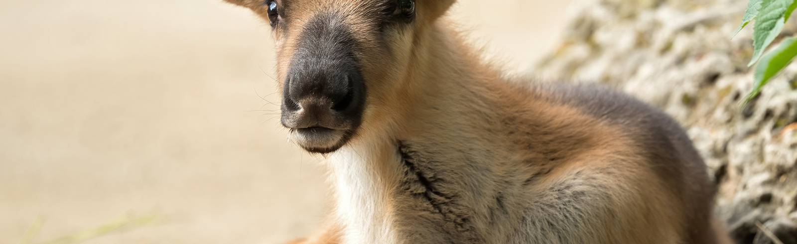 Schönbrunn: Rentier-Babys zur Wiedereröffnung