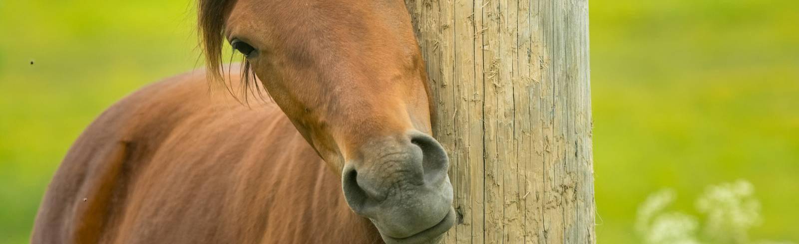 Freudenau: Mann verging sich an Pferd