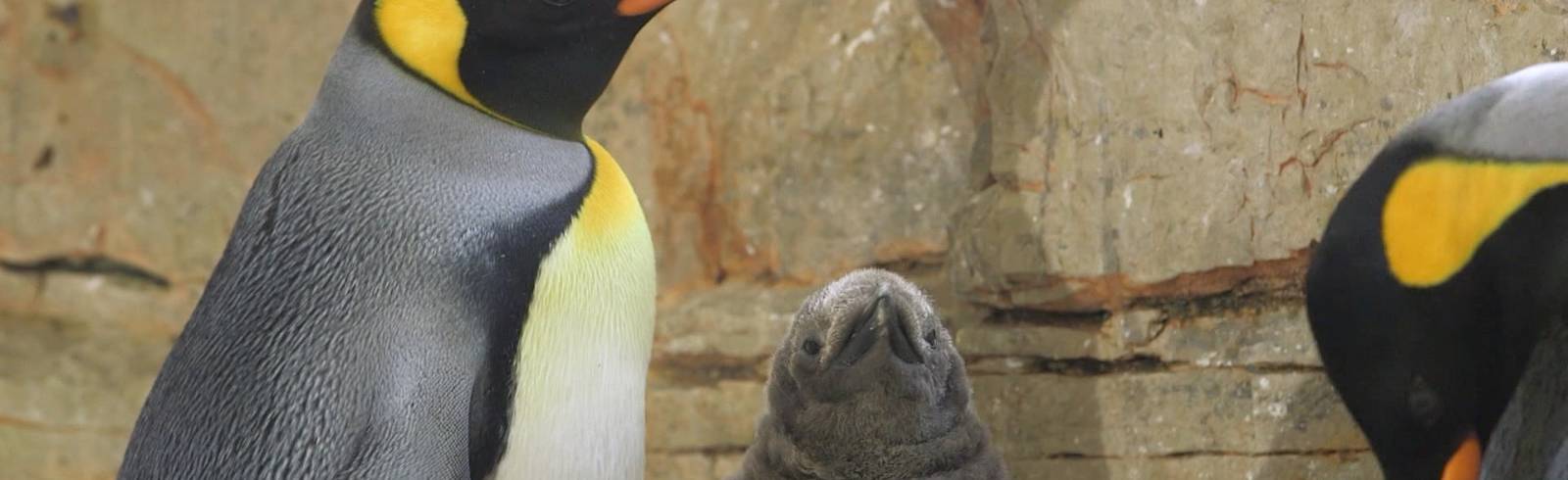 Königspinguin-Nachwuchs in Schönbrunn