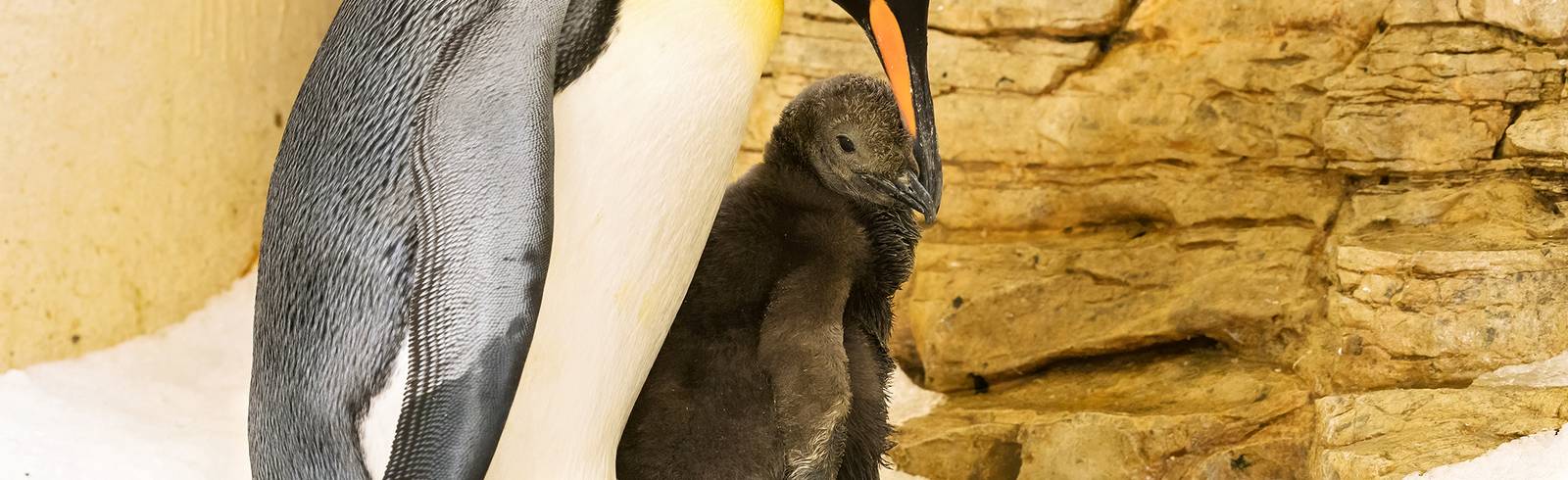 Königspinguin-Küken im Tiergarten Schönbrunn