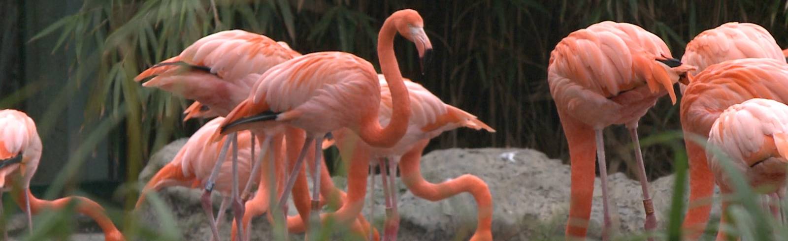 Tiergarten Schönbrunn wird ausgebaut