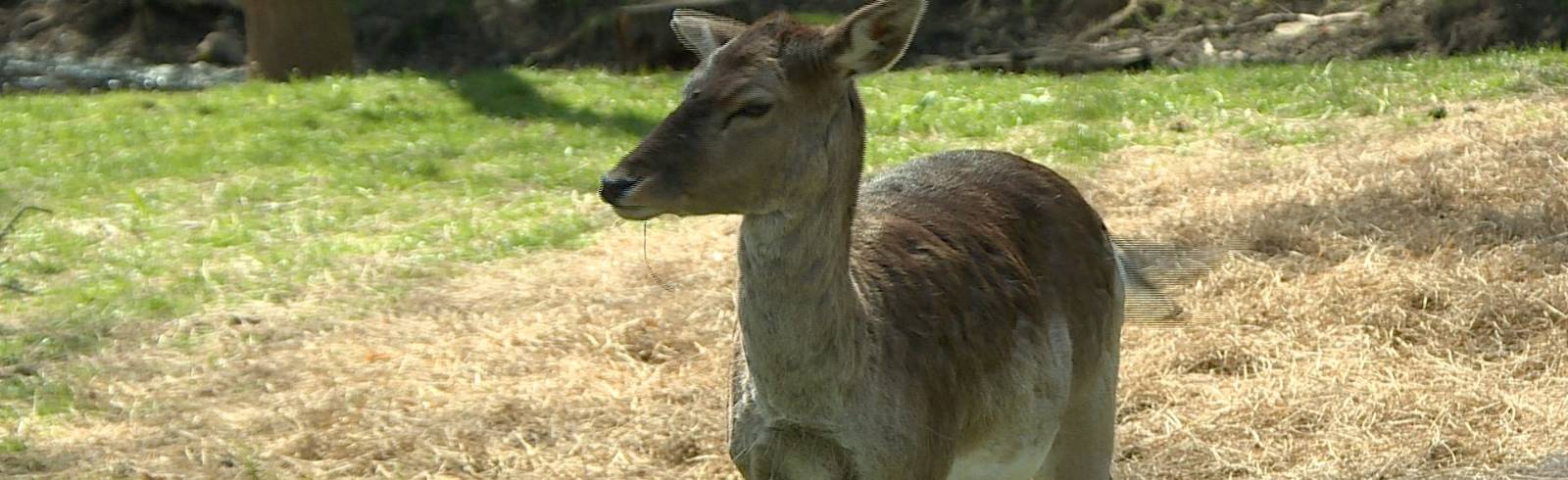 Lainzer Tiergarten: Kobald will Öffnung