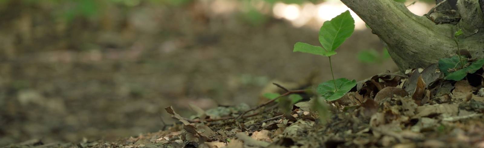 Wienerwald: 15 Jahre Biosphärenpark