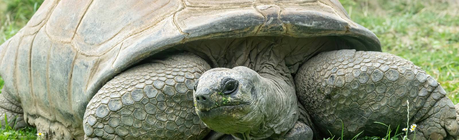 Riesenschildkröte "Schurli" gestorben