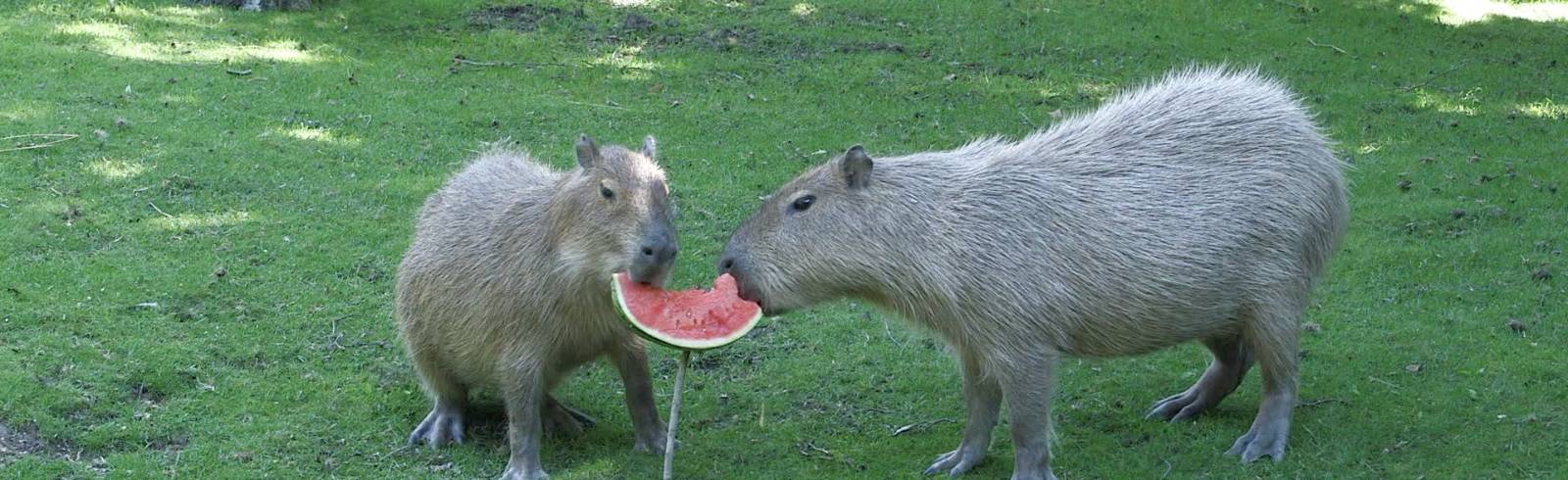 Bezirksflash: Welttag der Wassermelone