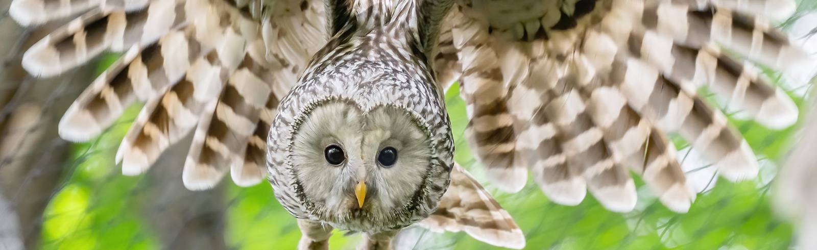 Bezirksflash: Abenteuer Wildnis