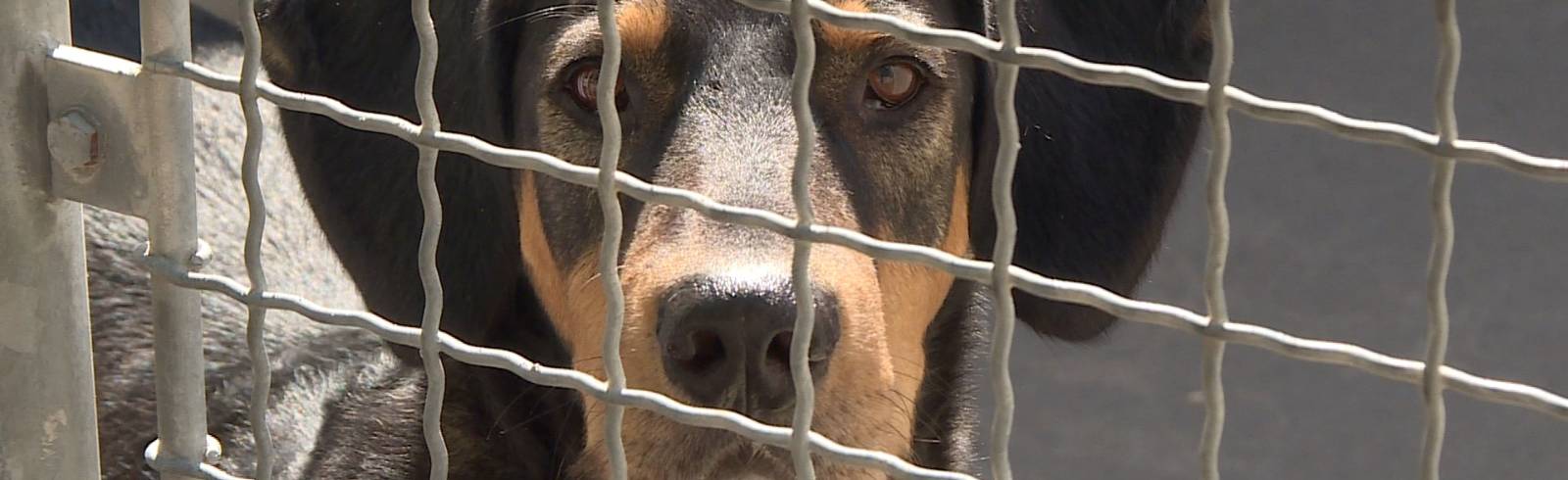 "Bark Date":  Tierschutzhunde suchen ein neues Zuhause