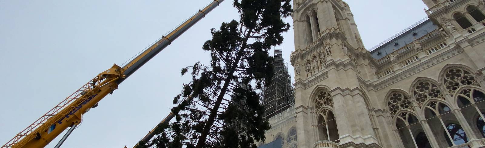 Rathausplatz: Christbaum ist angekommen