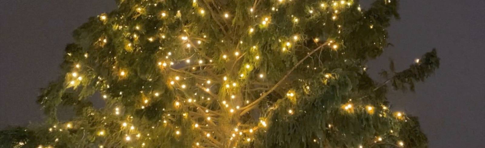 Christbaum am Rathausplatz illuminiert