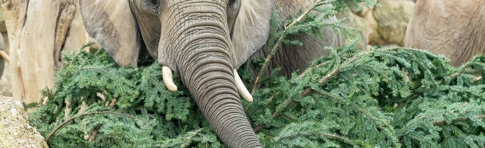 Elefanten sind heiß auf Christbaum