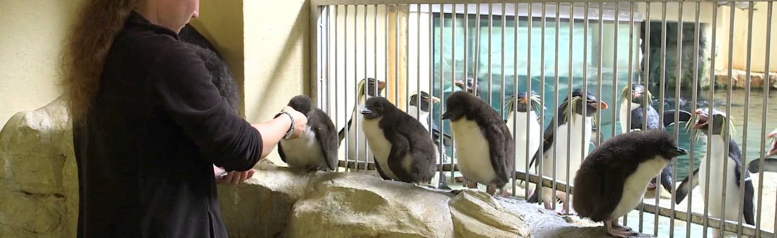 Felsenpinguin-Kindergarten in Schönbrunn