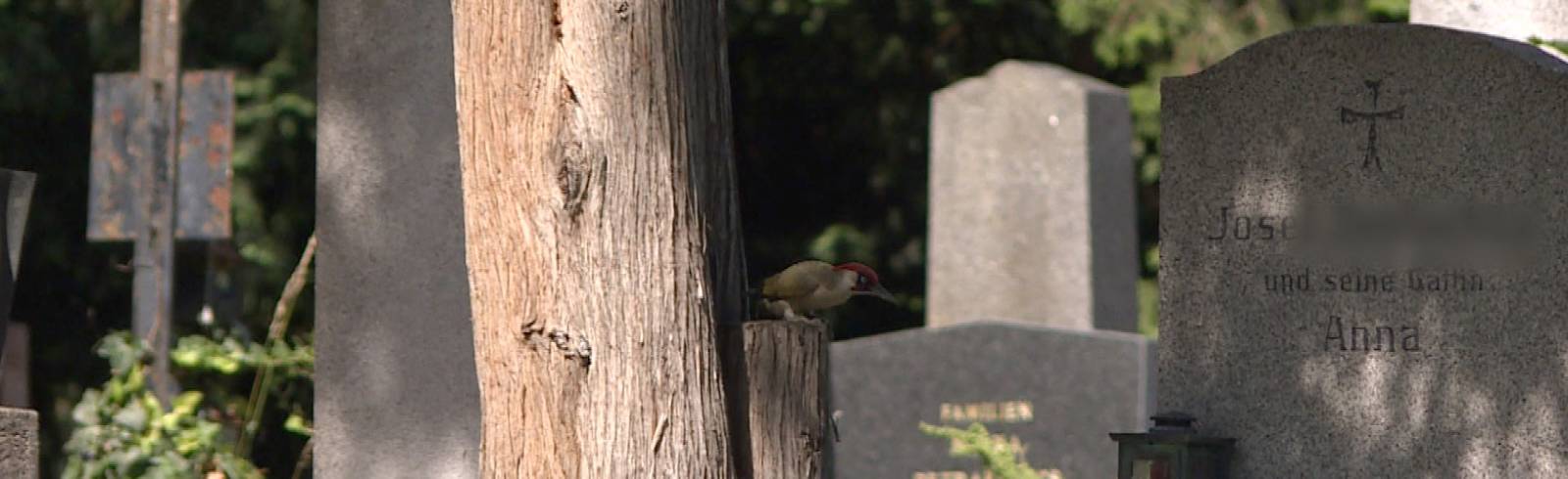 Wildes Wien am Zentralfriedhof