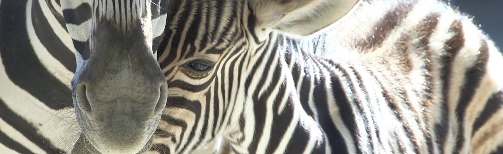 Zebra-Nachwuchs im Tiergarten Schönbrunn