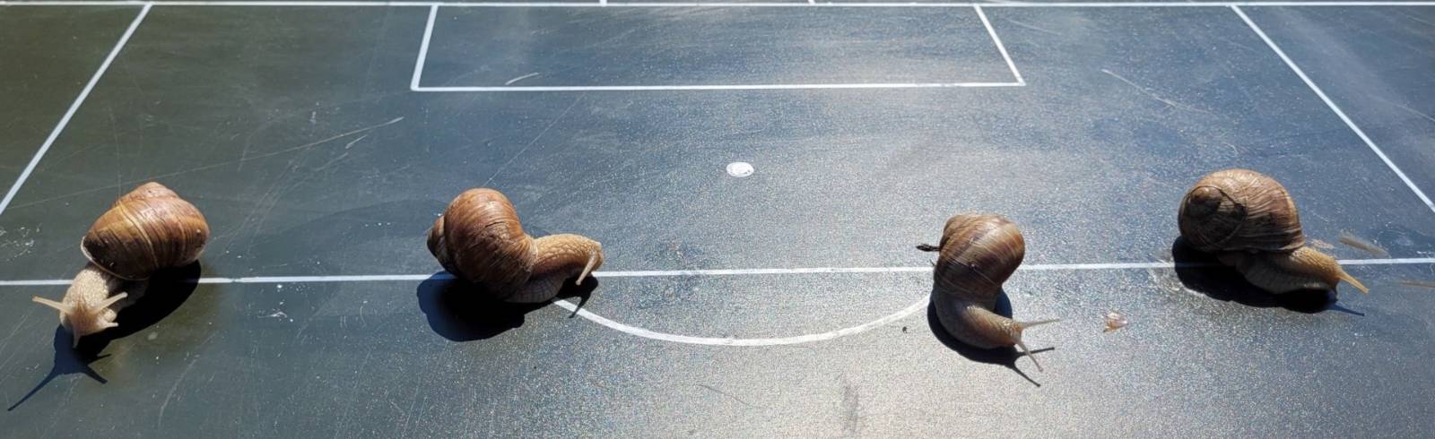 Frauen-EM: Schneckenorakel zum Match