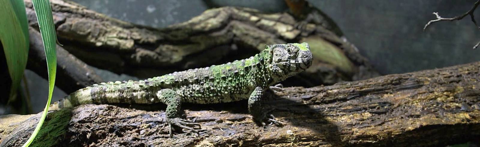 Artenschutztage für mehr Bewusstsein im Zoo