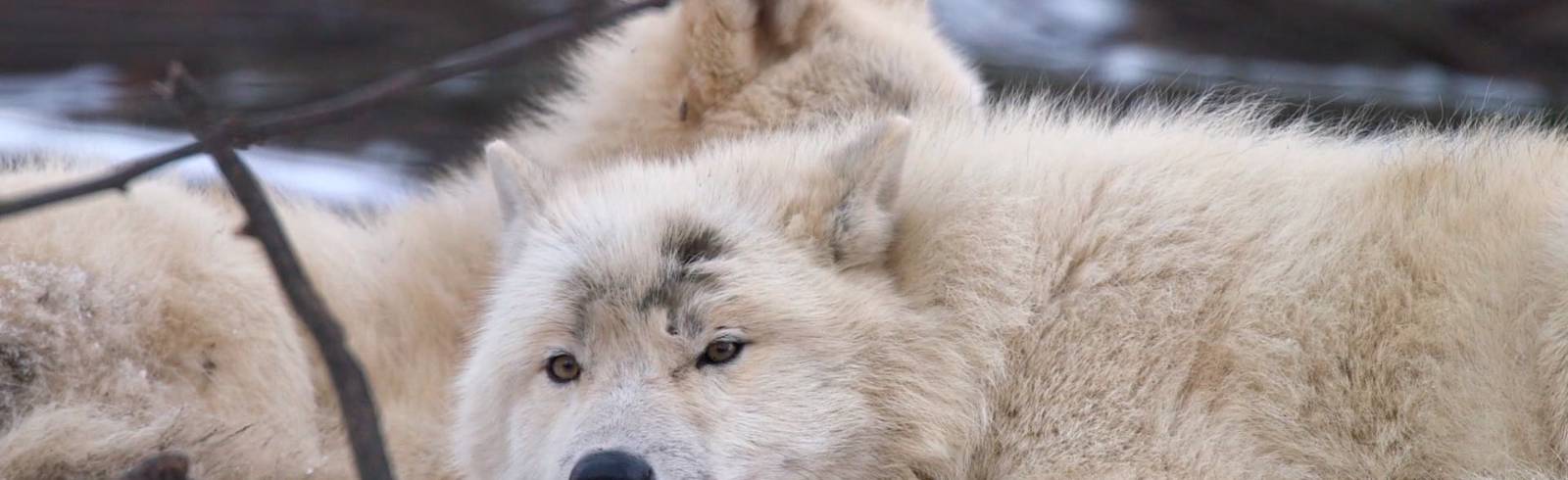 Tierische Freude über Schnee im Tiergarten