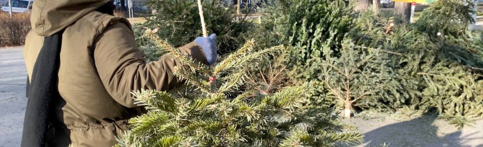 Christbaumsammelstellen bis 15. Jänner geöffnet