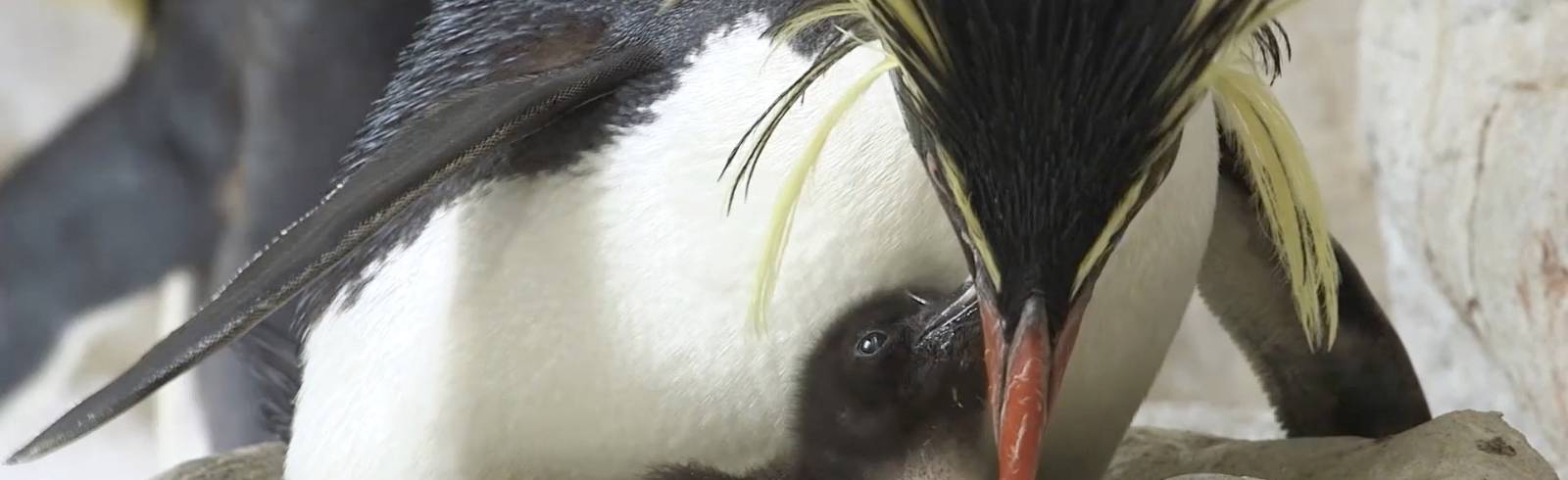 Valentinstag im Tiergarten Schönbrunn