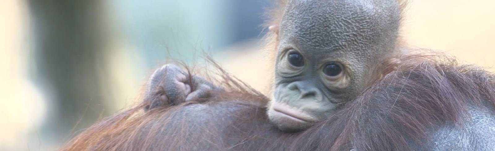 Bezirksflash: Besucheransturm auf den Tiergarten