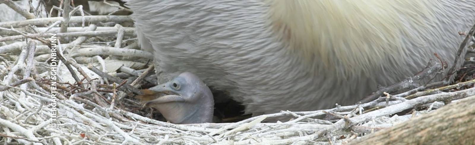 Freude über Pelikan-Küken in Schönbrunn