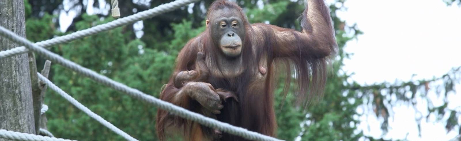 Schönbrunn: Orang Utan-Nachwuchs im Tiergarten